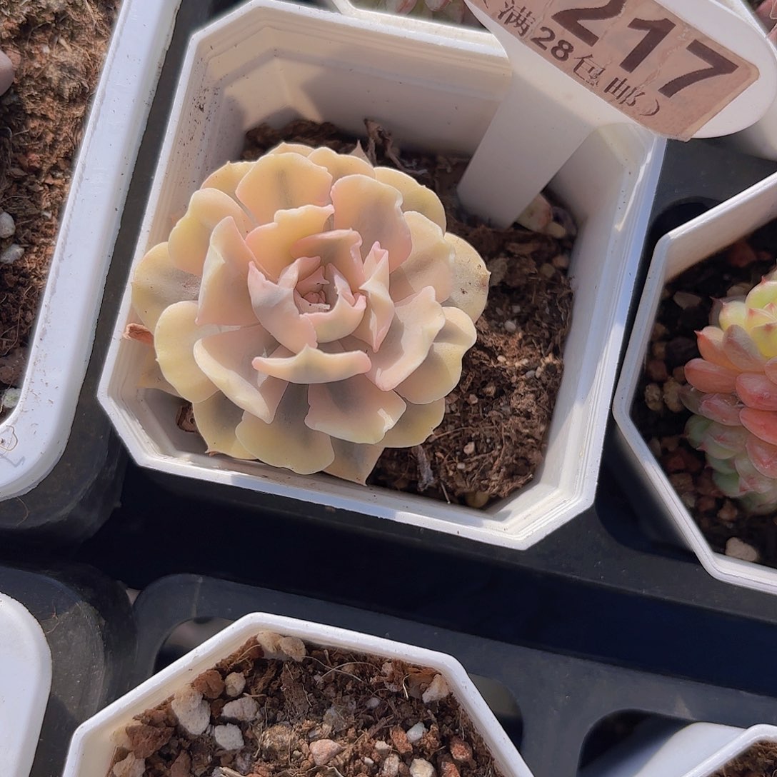 E217覆伦锦一物一拍