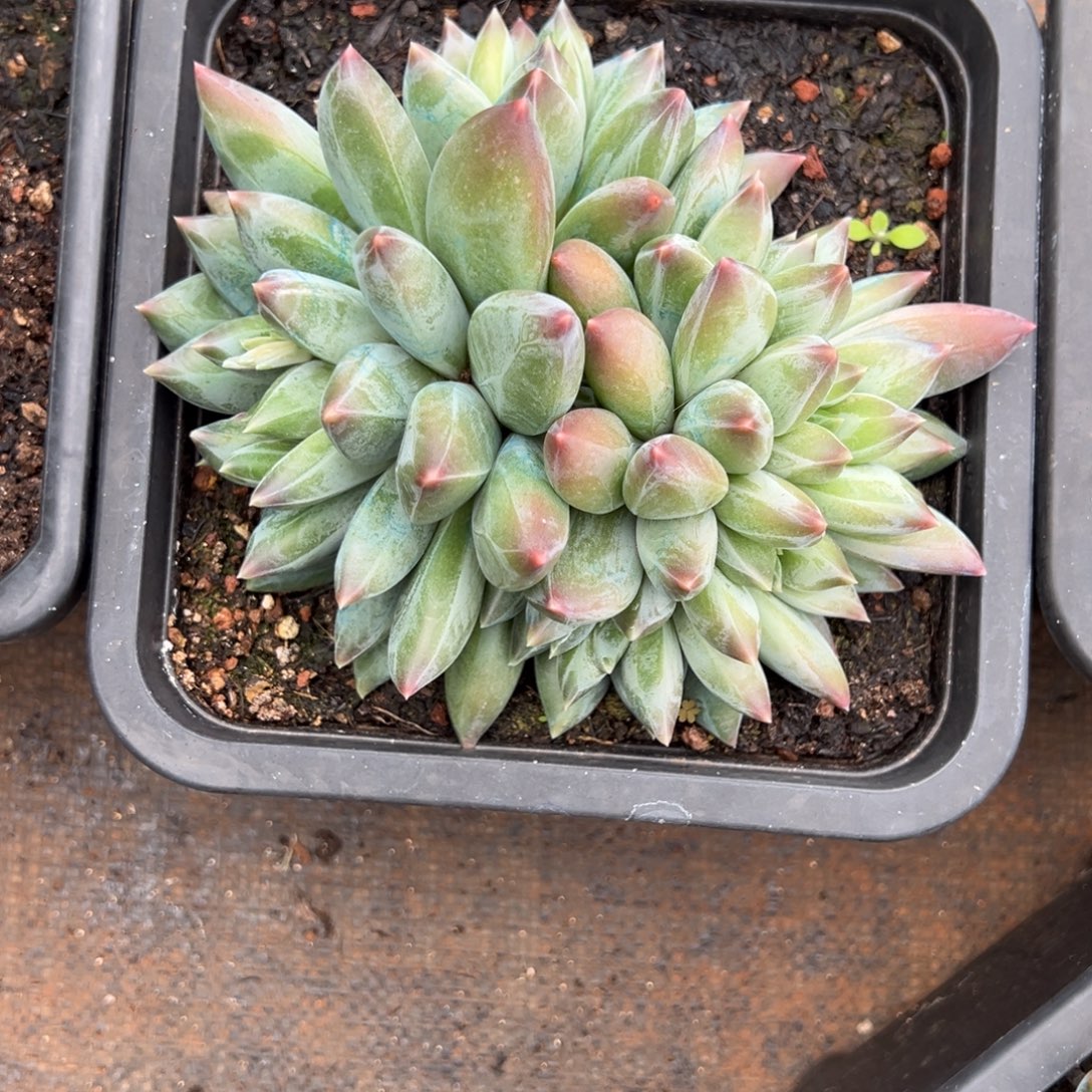 水***间重楼一物一拍多肉