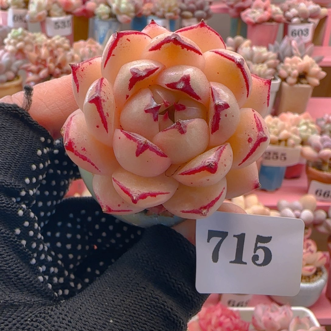 边线麦秆715 （38元包邮），带盆土发，月鸣多肉。