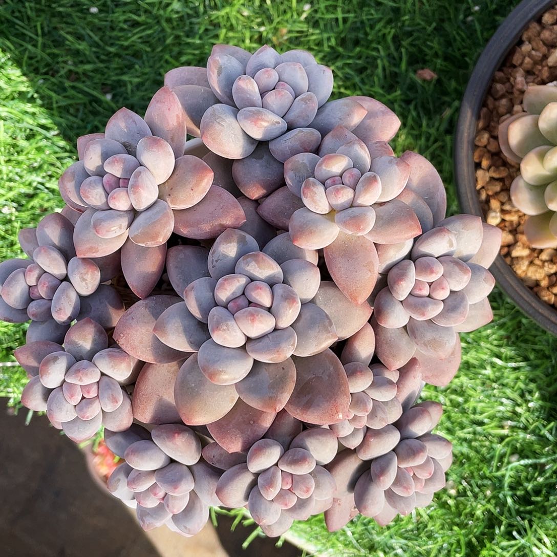 整装无看多头群生手捧香水奶一颗