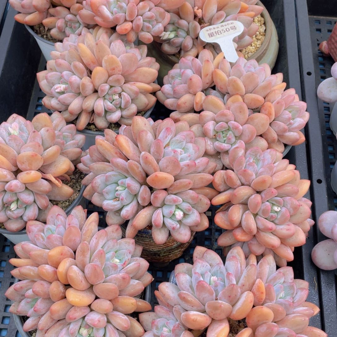 量拍50号 奶油粉香水老桩四头起一个