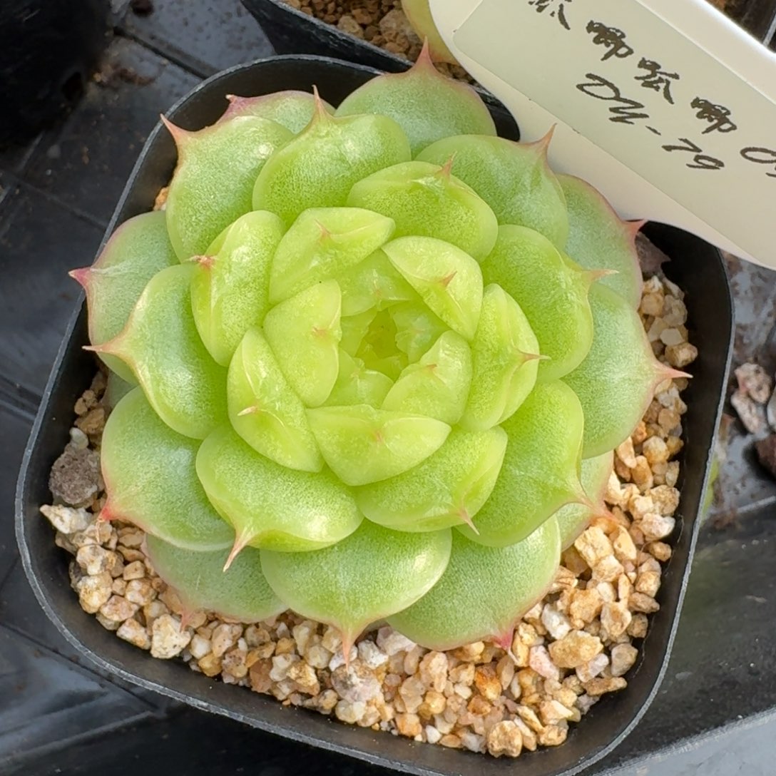 0906-079-长睫毛如意