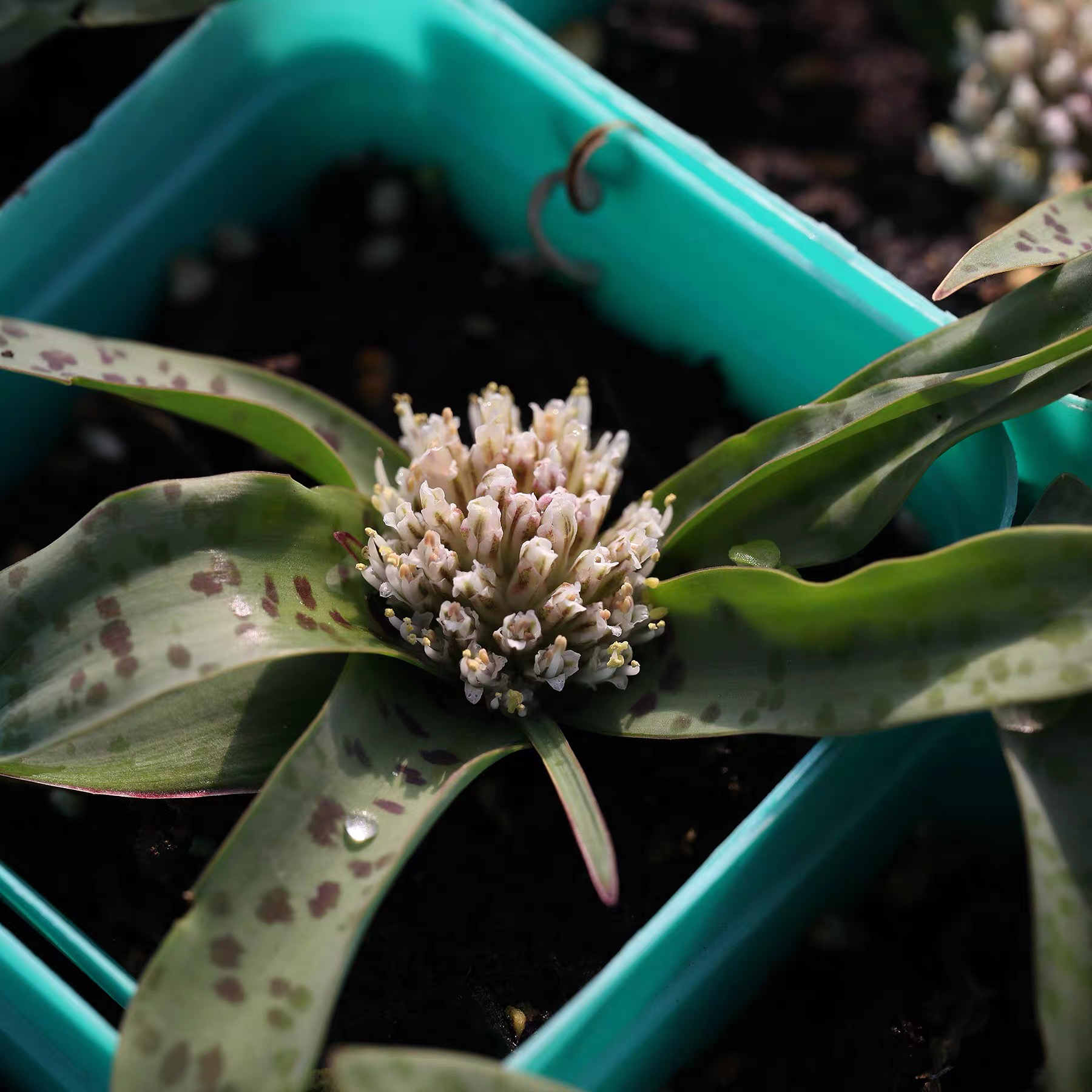 Lachenalia pusilla 秀丽立金花 带盆发