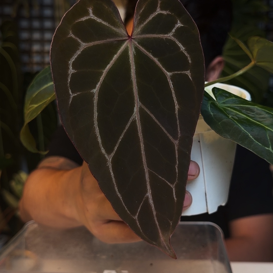 完全开放B10紫水晶杂巧克力