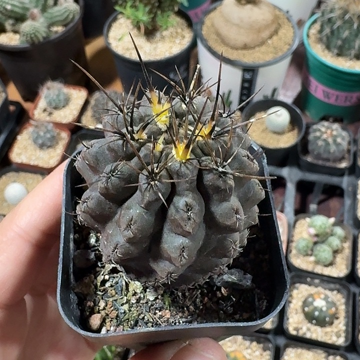 32号智利球仙人球1