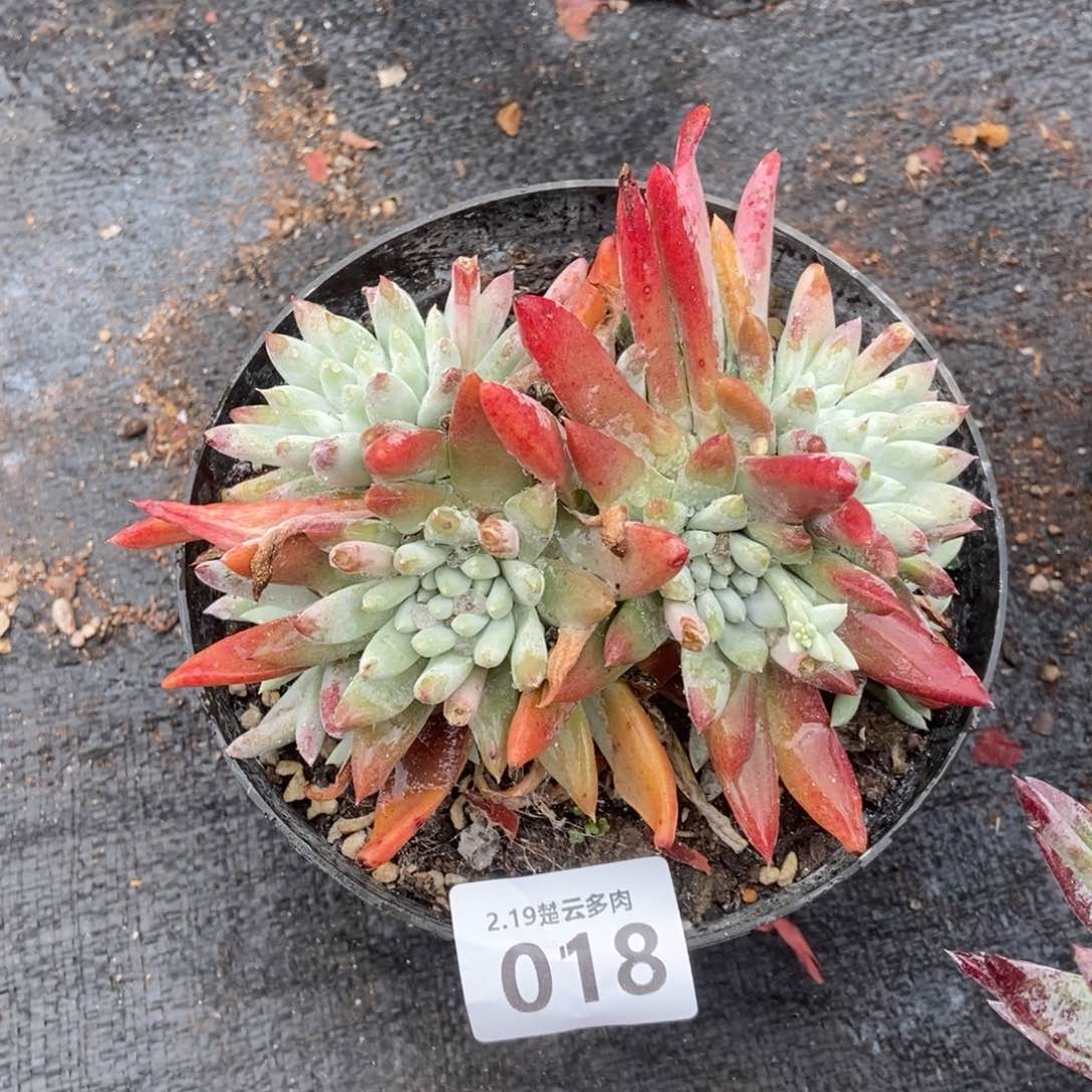 018短肥圆多肉植物