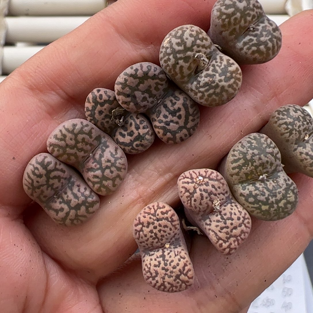 12.24好看的多肉脱土发货655