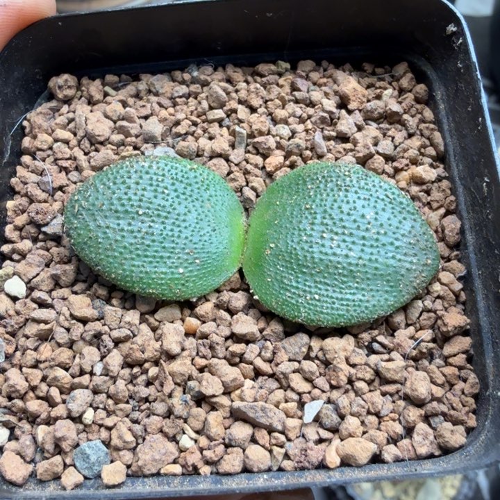 钢锉灯台百合526