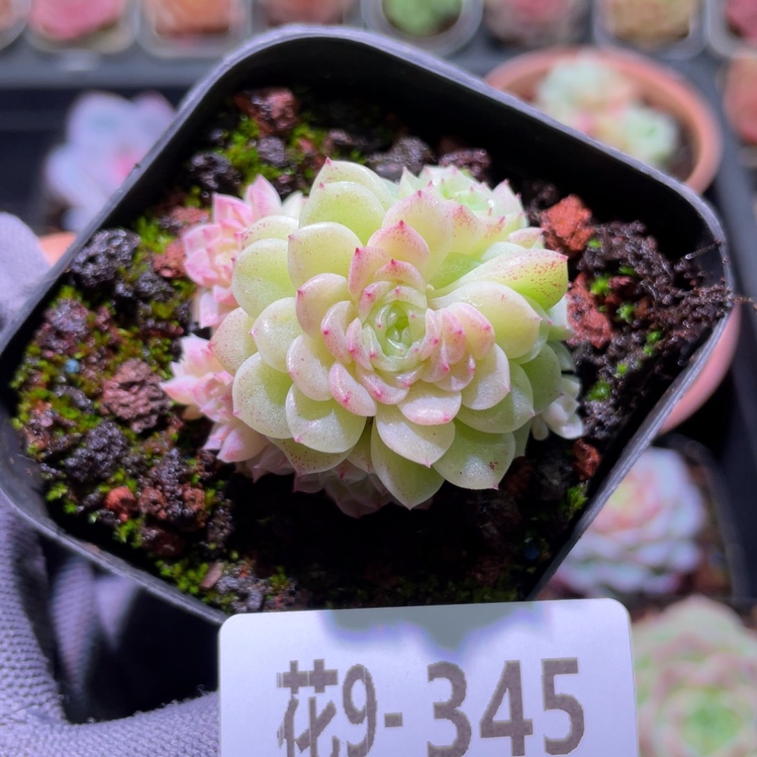 花利美9-345麦秆群