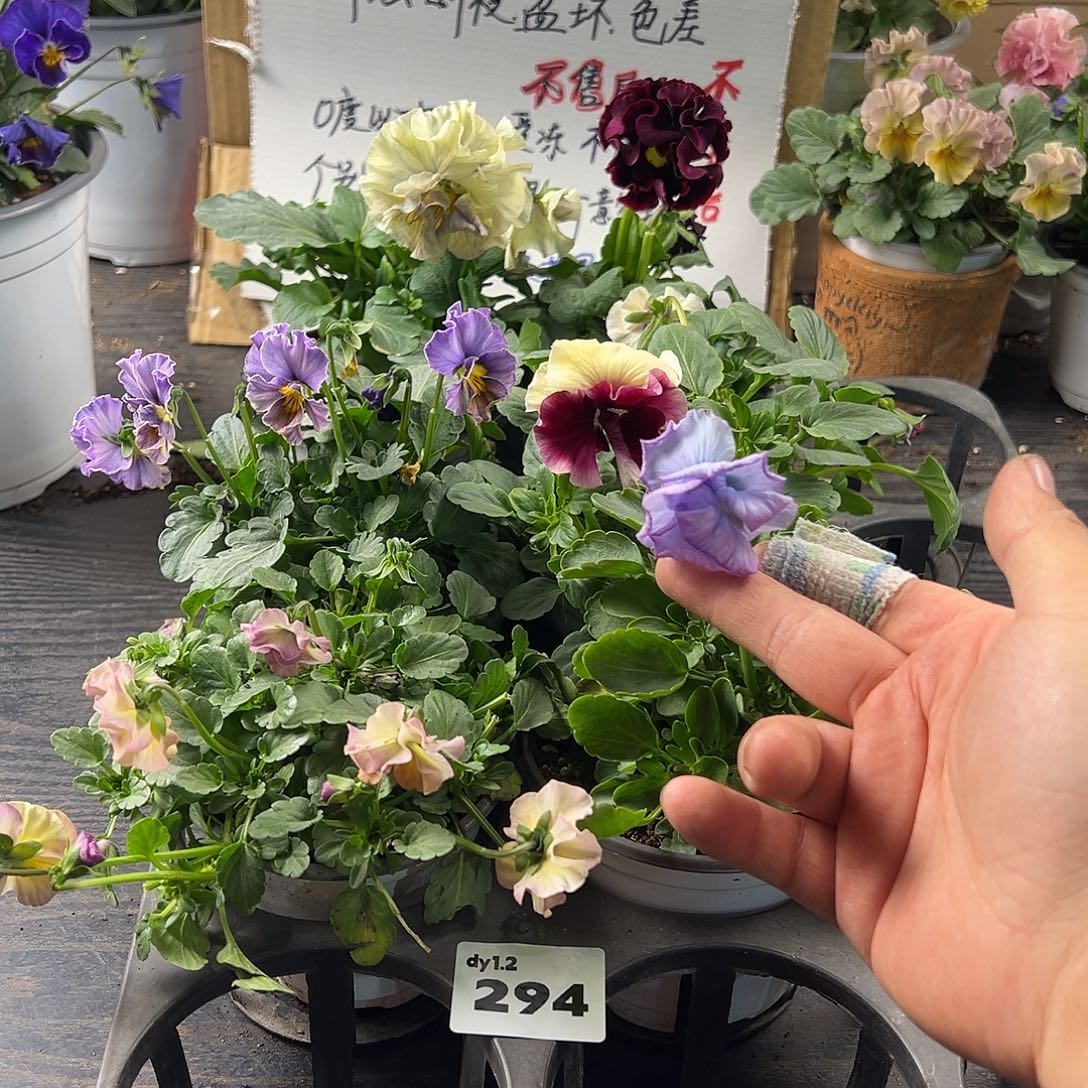 大部分花苞少量开放294号