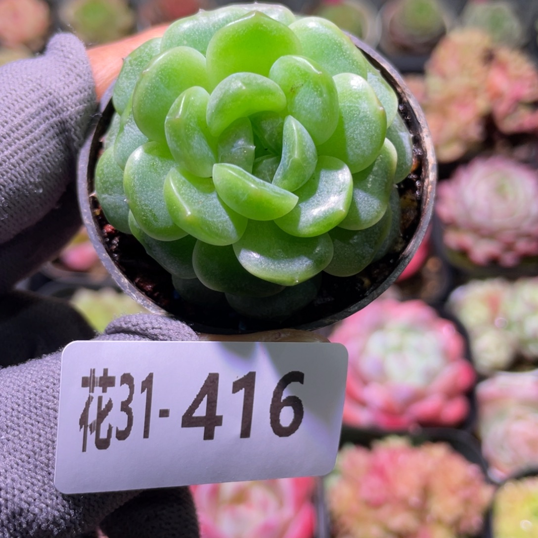 花利美31-416珍妮