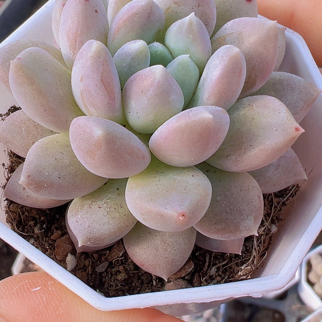 单头奶糖19包邮多肉