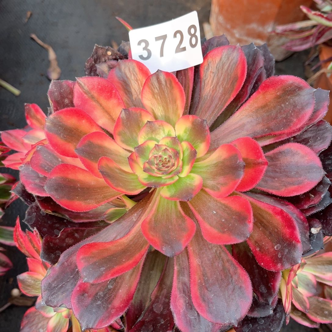 烟花多肉发货发货