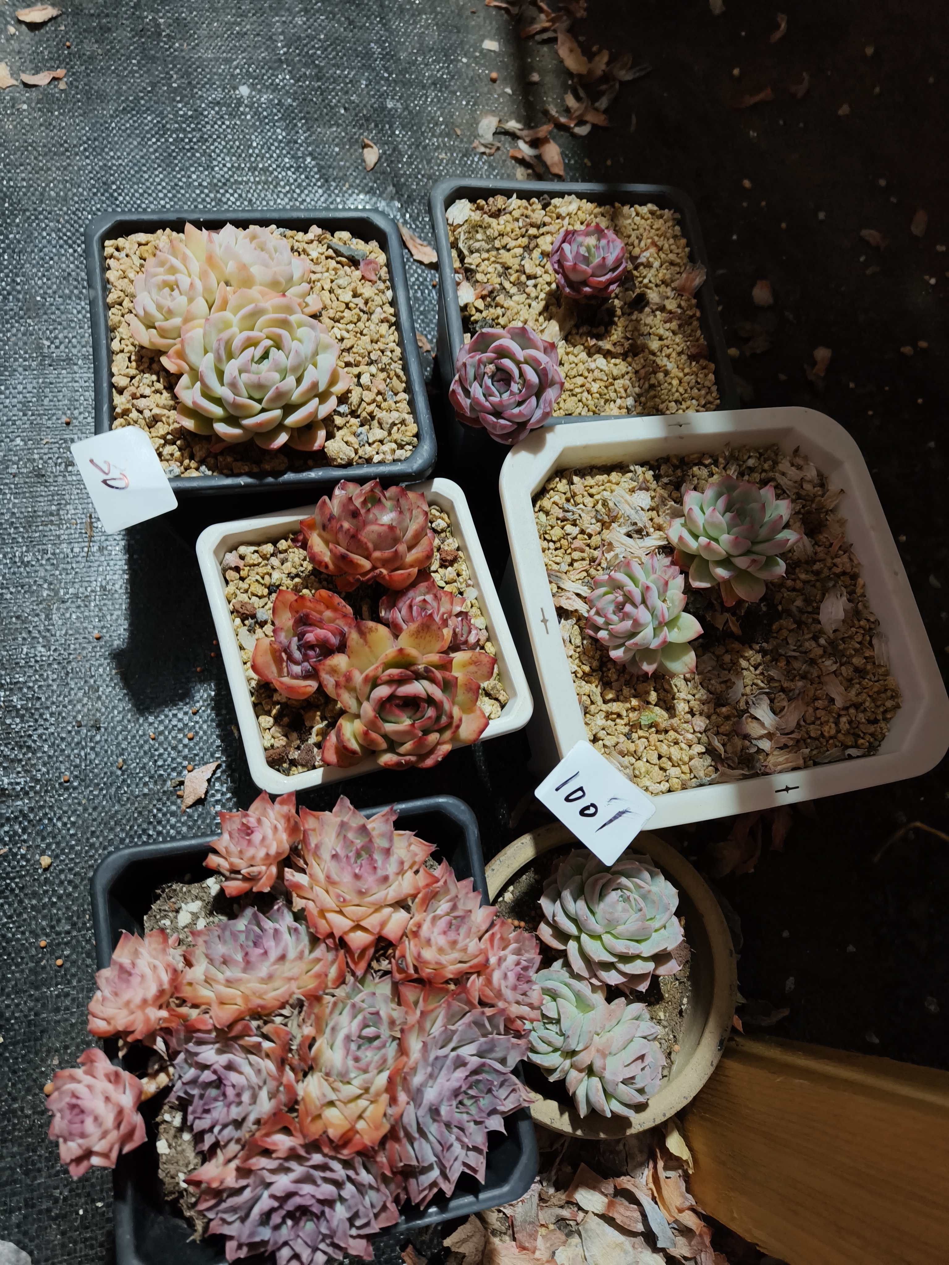 1001花掌柜精品杂交多肉6盆