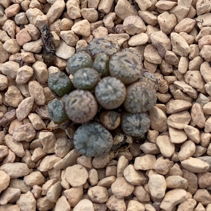 18102康普提一群一群