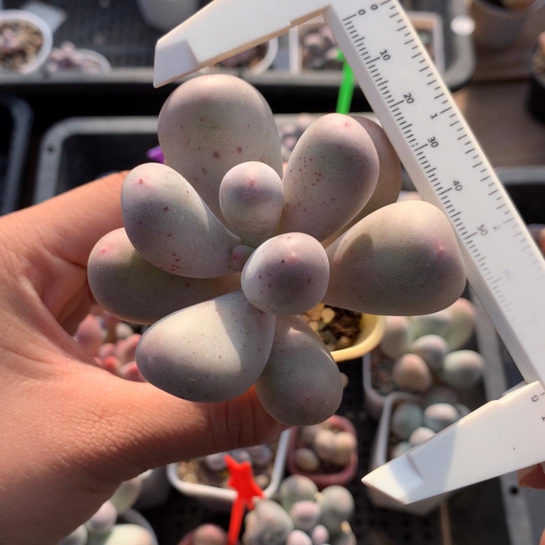 韩国米可奶酪多肉植物