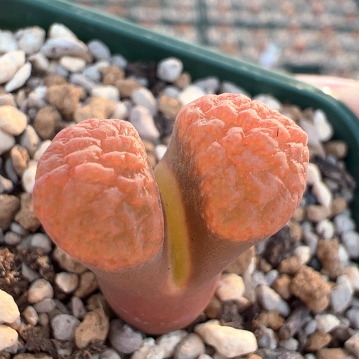 522。 青蛙3年 1808.4火麒麟蛋糕