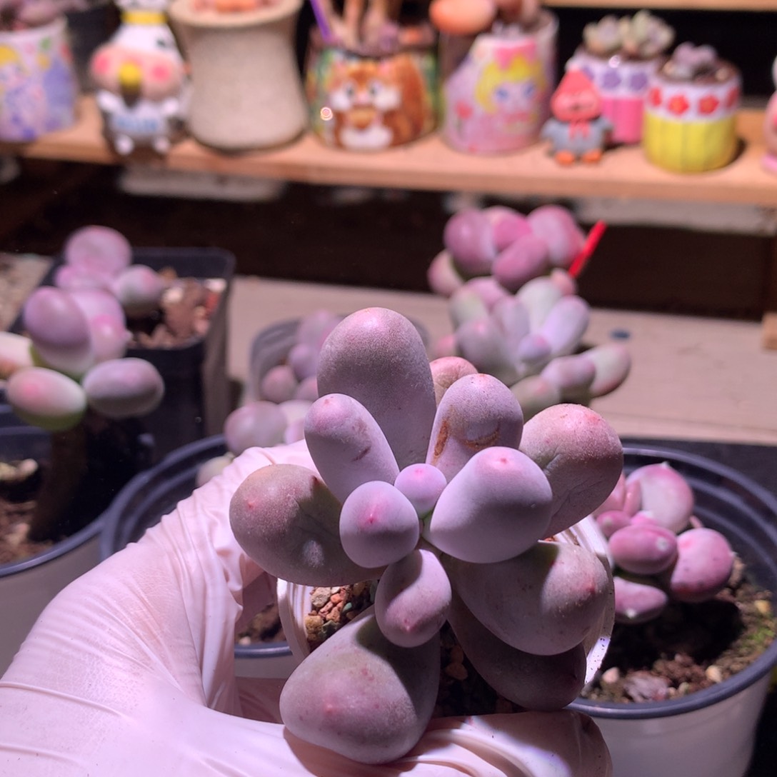 米可奶酪多肉。米可奶