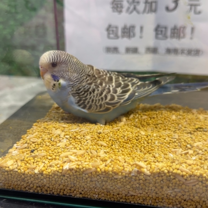 虎皮鹦鹉大头虎皮鹦鹉