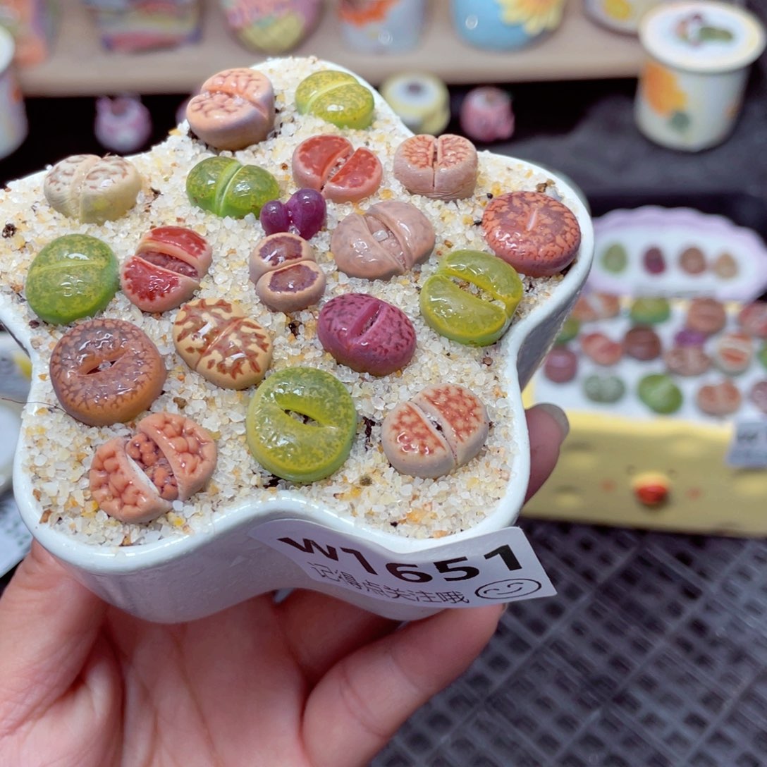 w1651 带盆土发货-零下地区拍保温箱