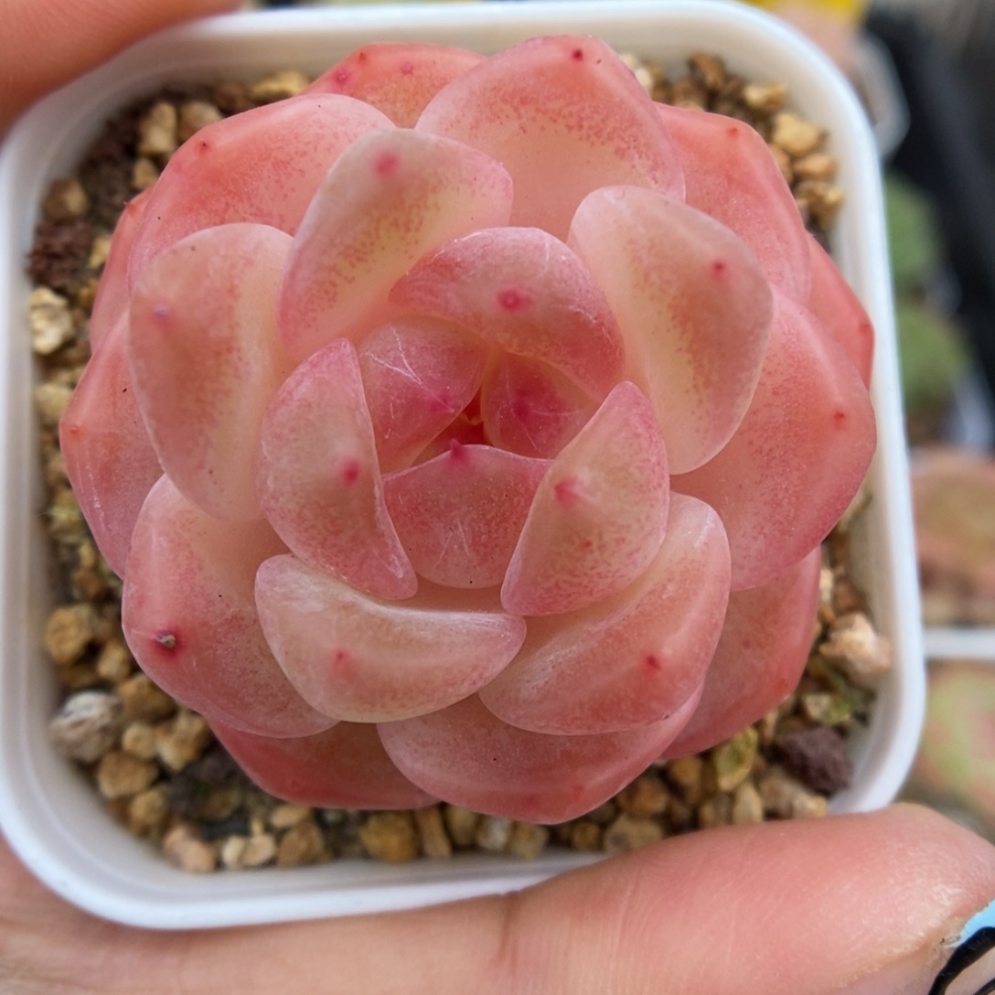 糖心可拍546号。     