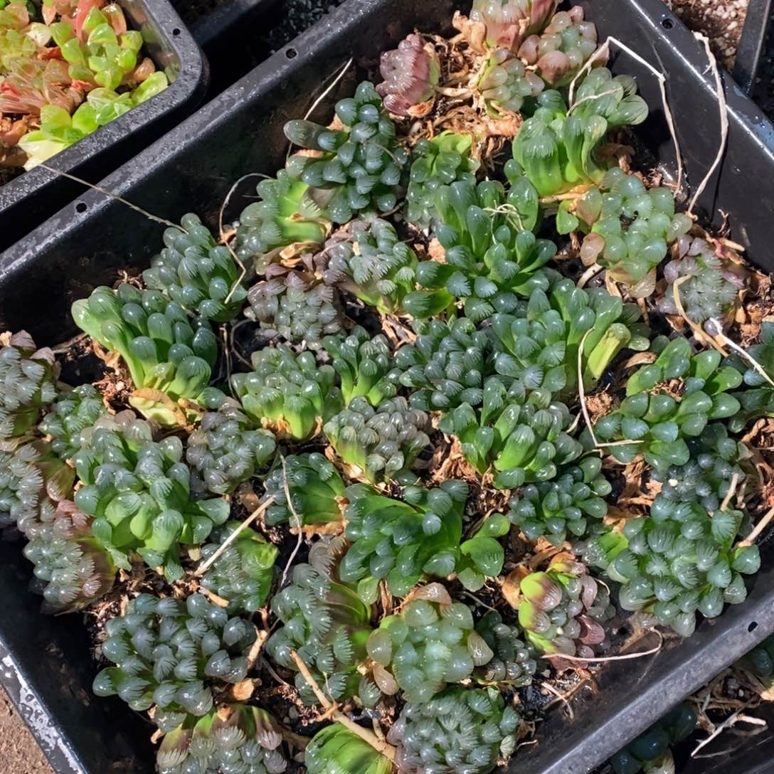 2132 一颗优选实生歪七扭八小冰灯玉露 周末整点福利