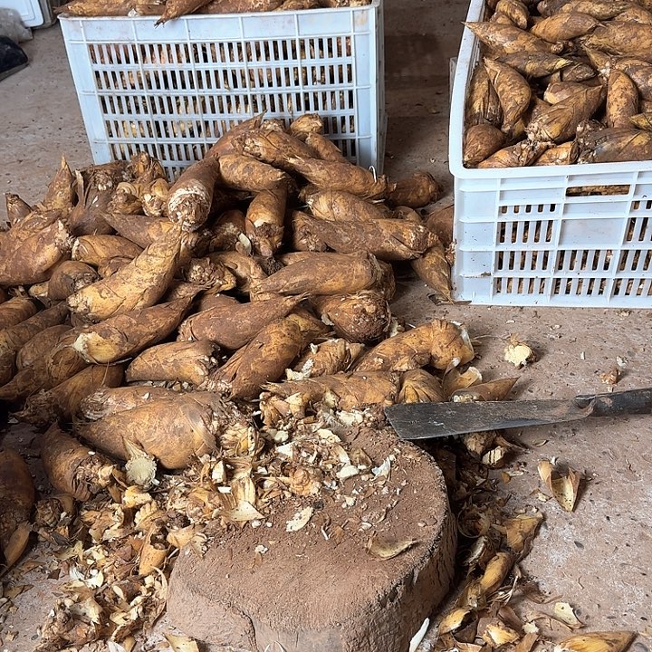 幽***幽中国大陆四川黄泥冬笋残次