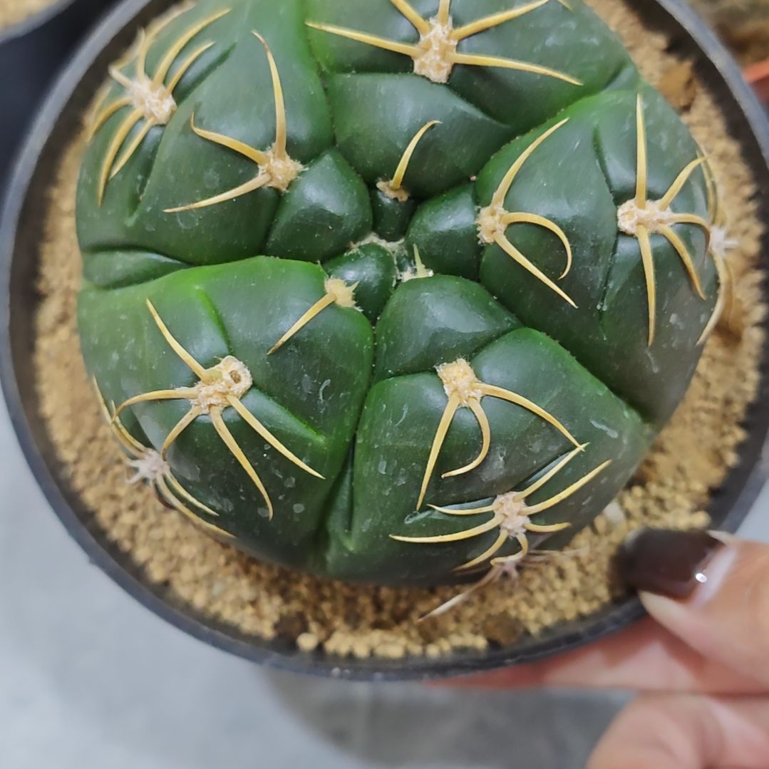 实生根美花趴刺海王