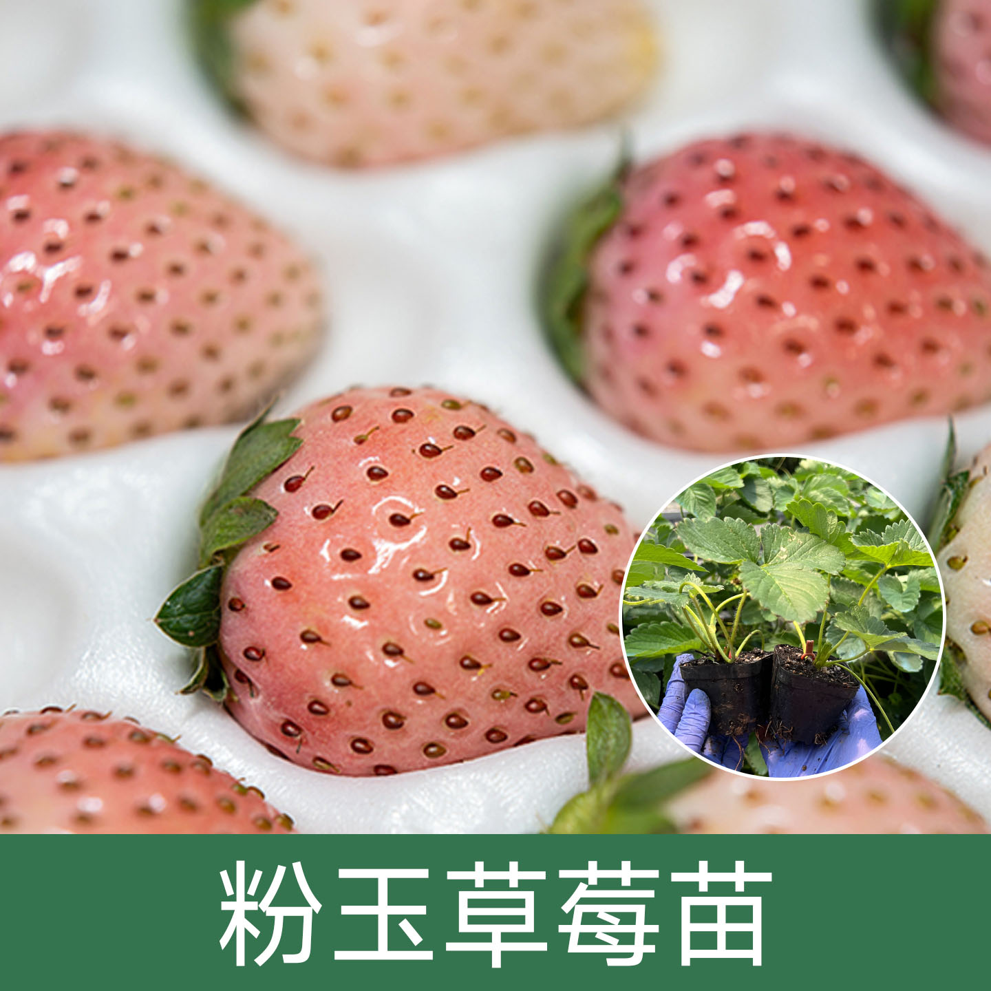 【粉玉草莓苗钵苗】仙女系桃香水果盆栽阳台盆栽种植基地苗场直发