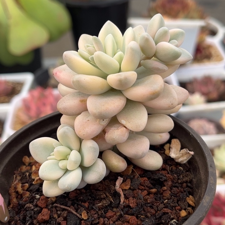 艾伦锦一颗价格发货