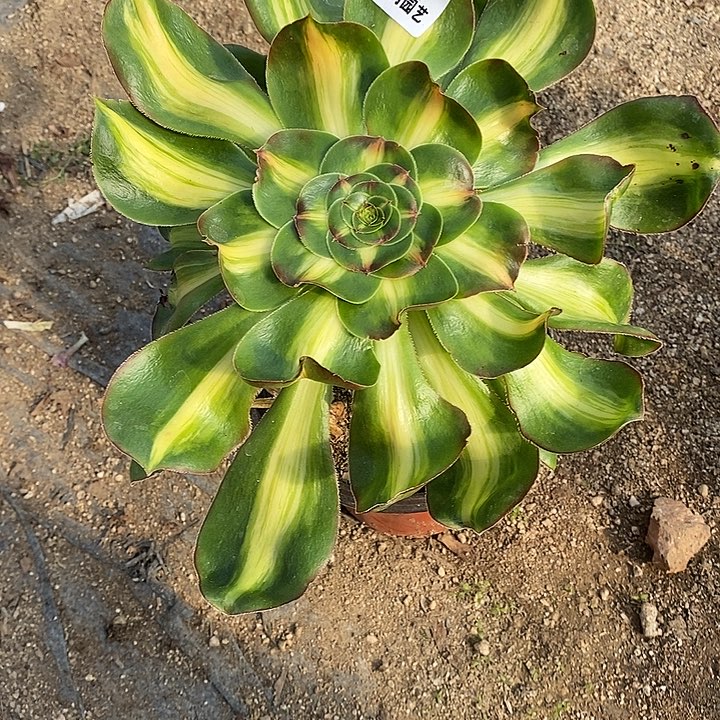 多肉植物暴君288多肉