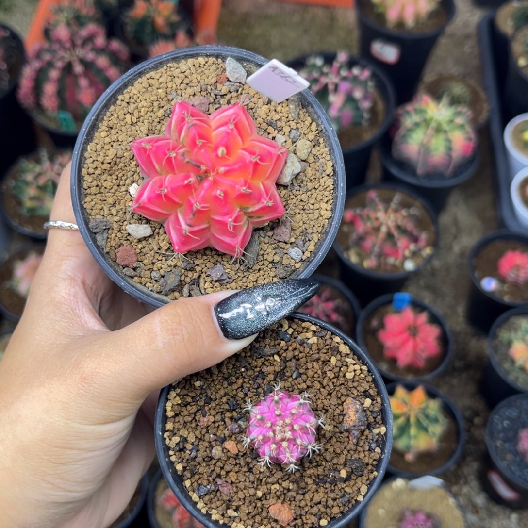 慕***李A362，海神 两颗一起