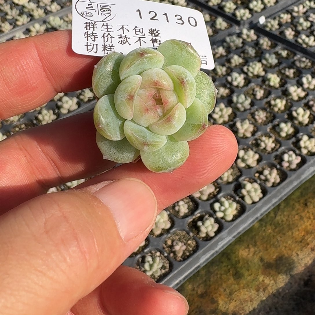 如图12130不知名珍妮一颗