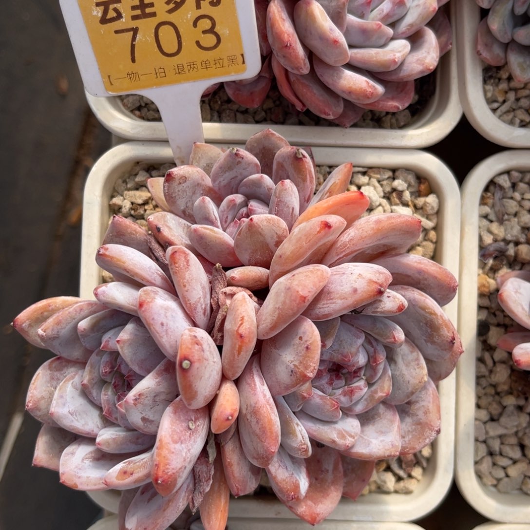 云尘多肉一物一拍703，
