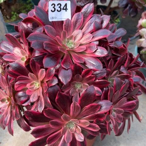 334白婚纱30厘米左右