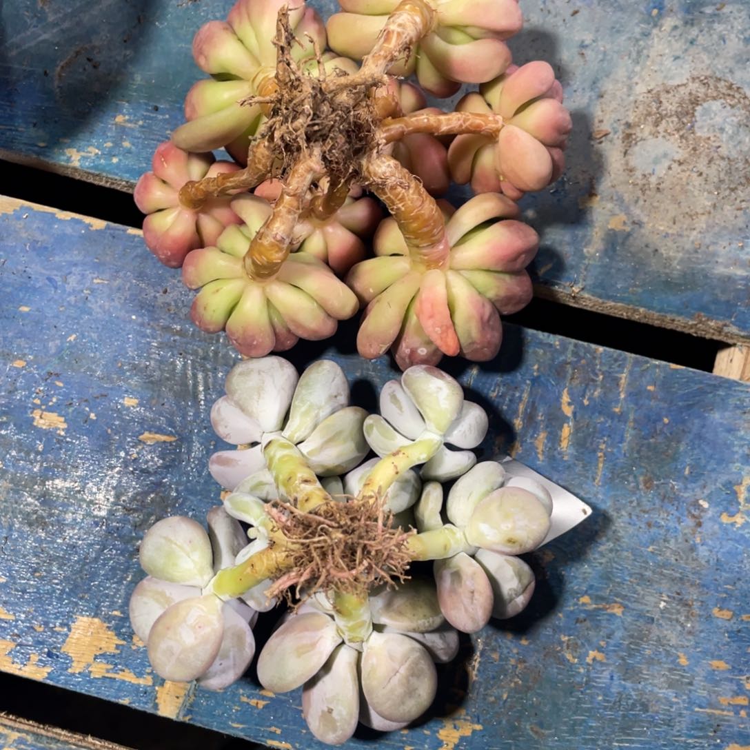 星***星一物一拍中通快递