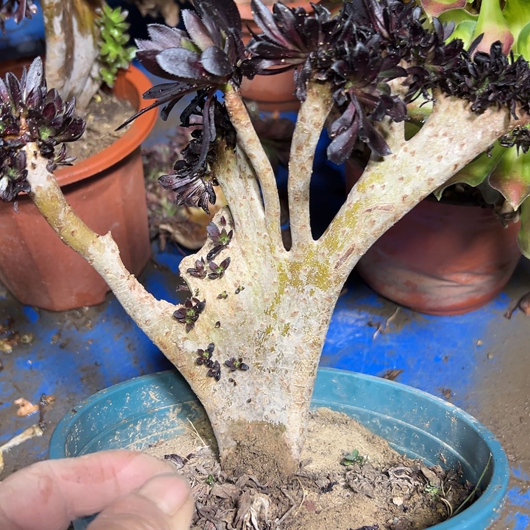 多309肉植物黑法师缀花干伤