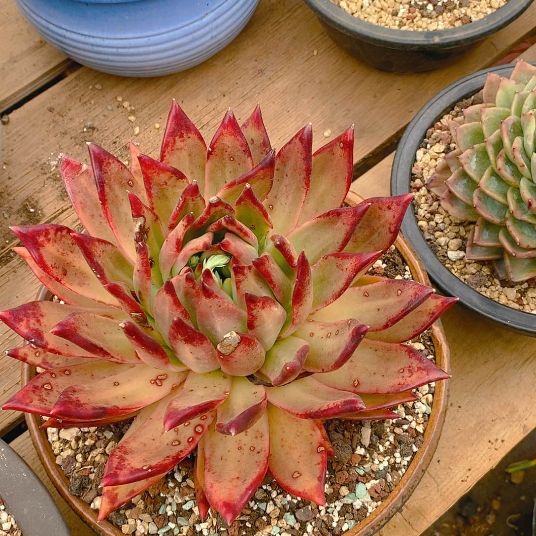 多肉植物一物一拍血色拉丝