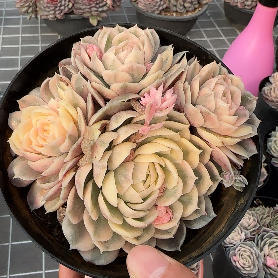 从前慢花园精选0122-昂斯诺锦群