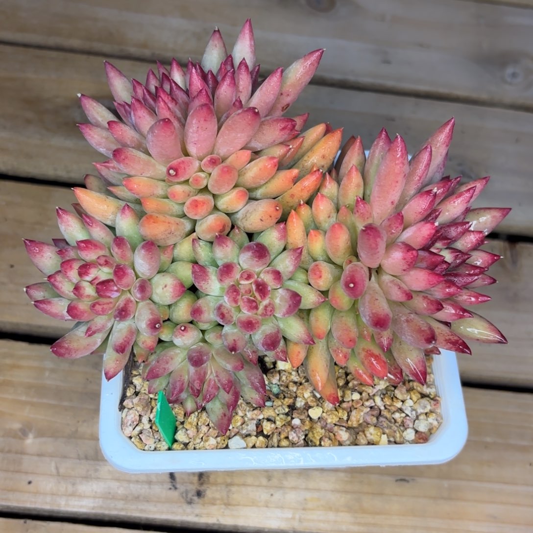 二代虞美人一物一拍