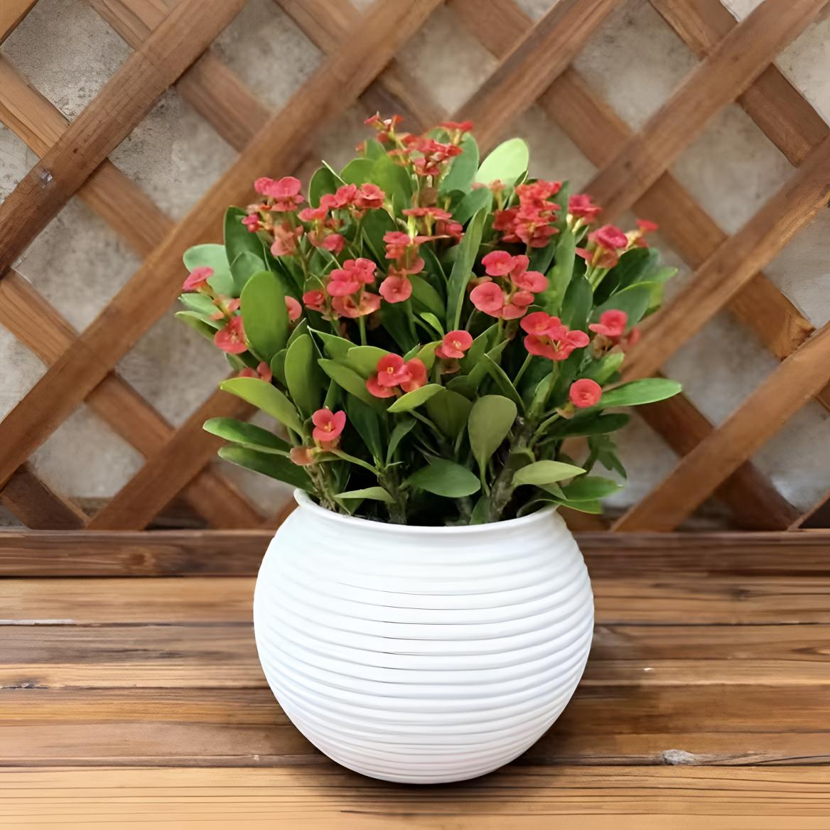 【铁海棠】虎刺梅花卉盆栽室内净化空气耐晒耐热四季开花绿植