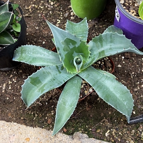 与***约鲸鱼舌龙舌兰植物