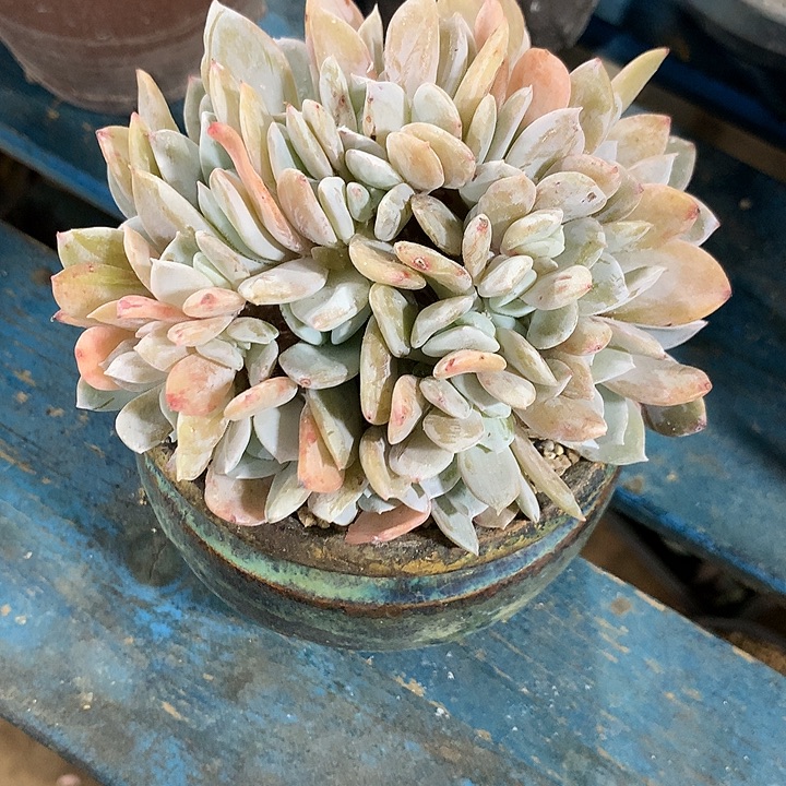 雪特朵朵缀一体无砍