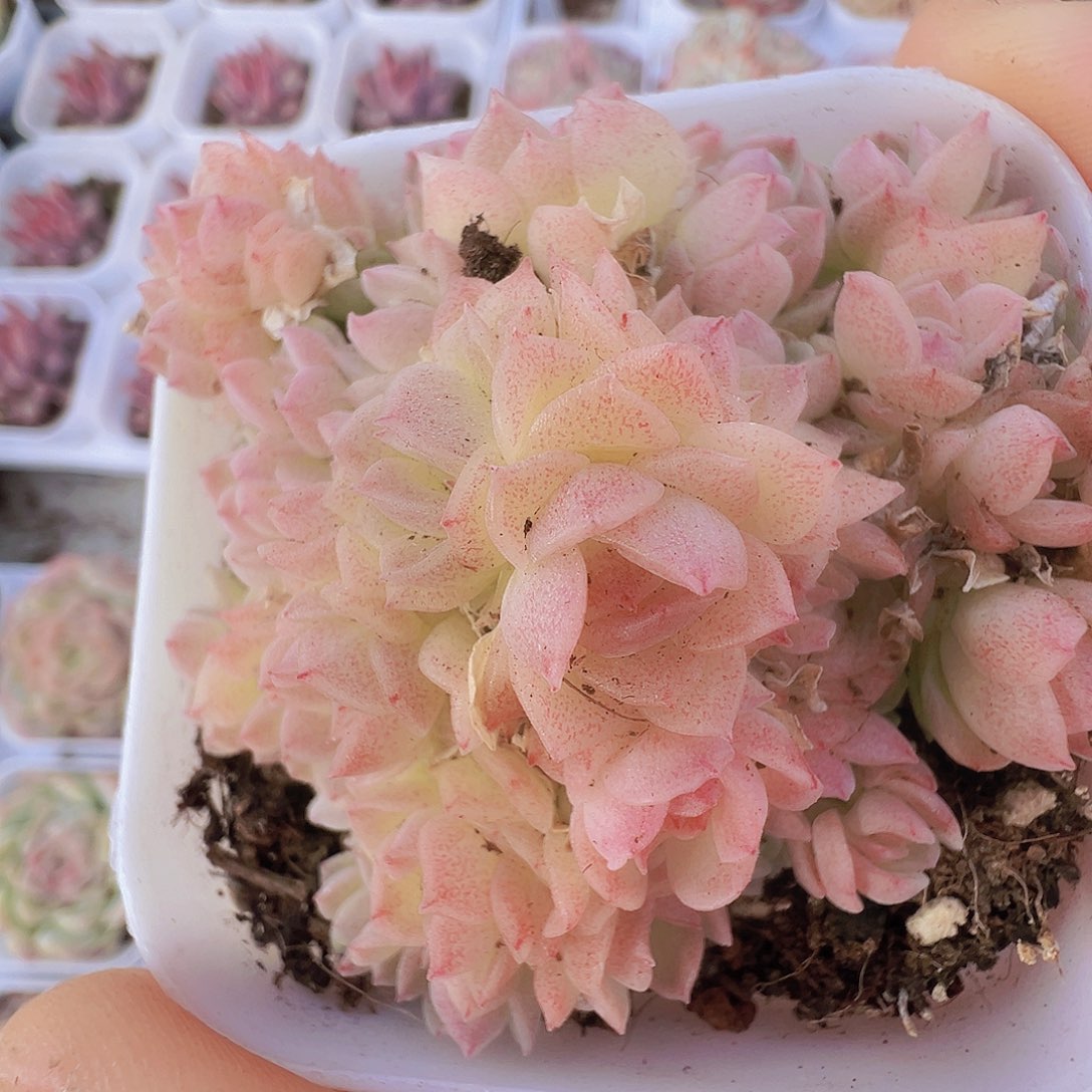 粉麦秆超多头19包邮多肉