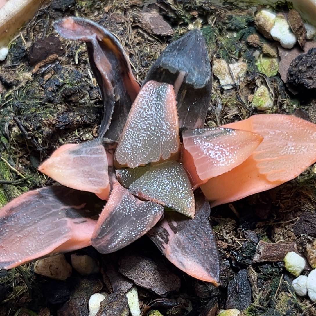 恭喜发财大吉大利772