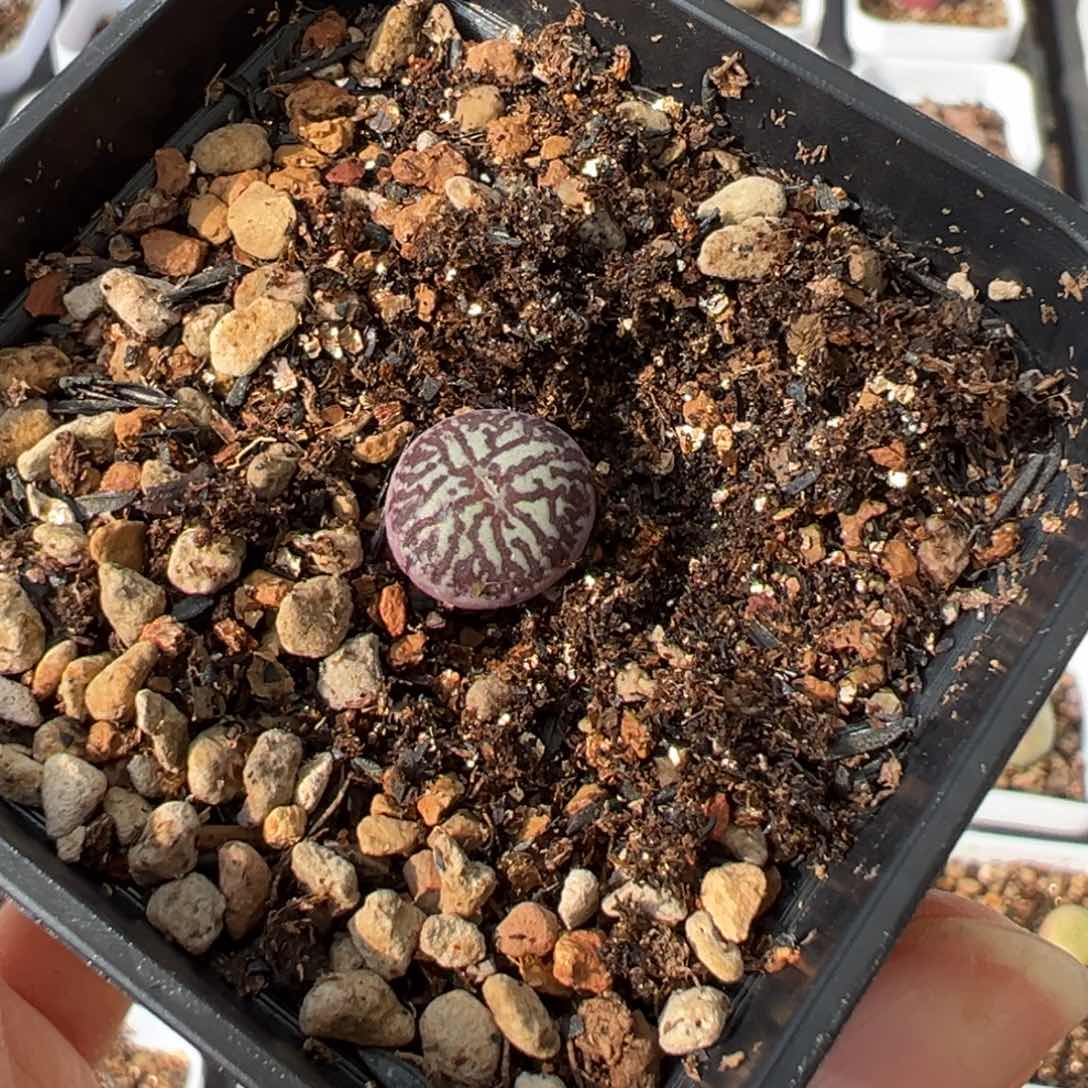 秃头小宝贝 烟圈墨 多肉植物