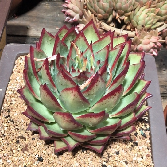 一物一拍多肉植物