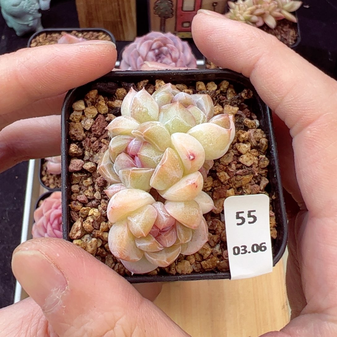 好好看55、哈哈好可爱