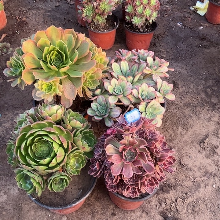 273多肉植物组合瑕疵特价，