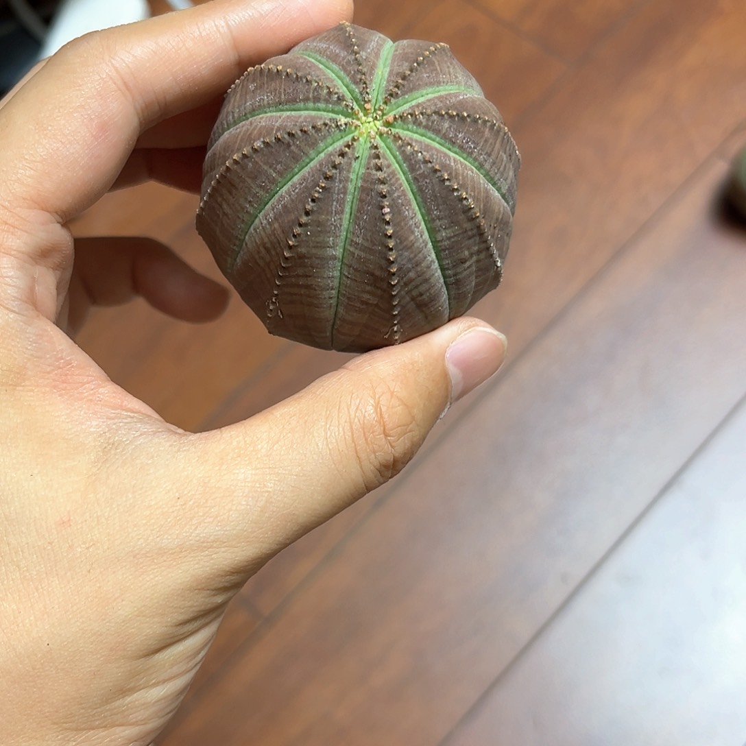 ?****e欧系布纹球特价0013